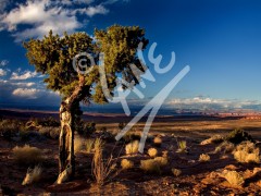 ARIZONA Page